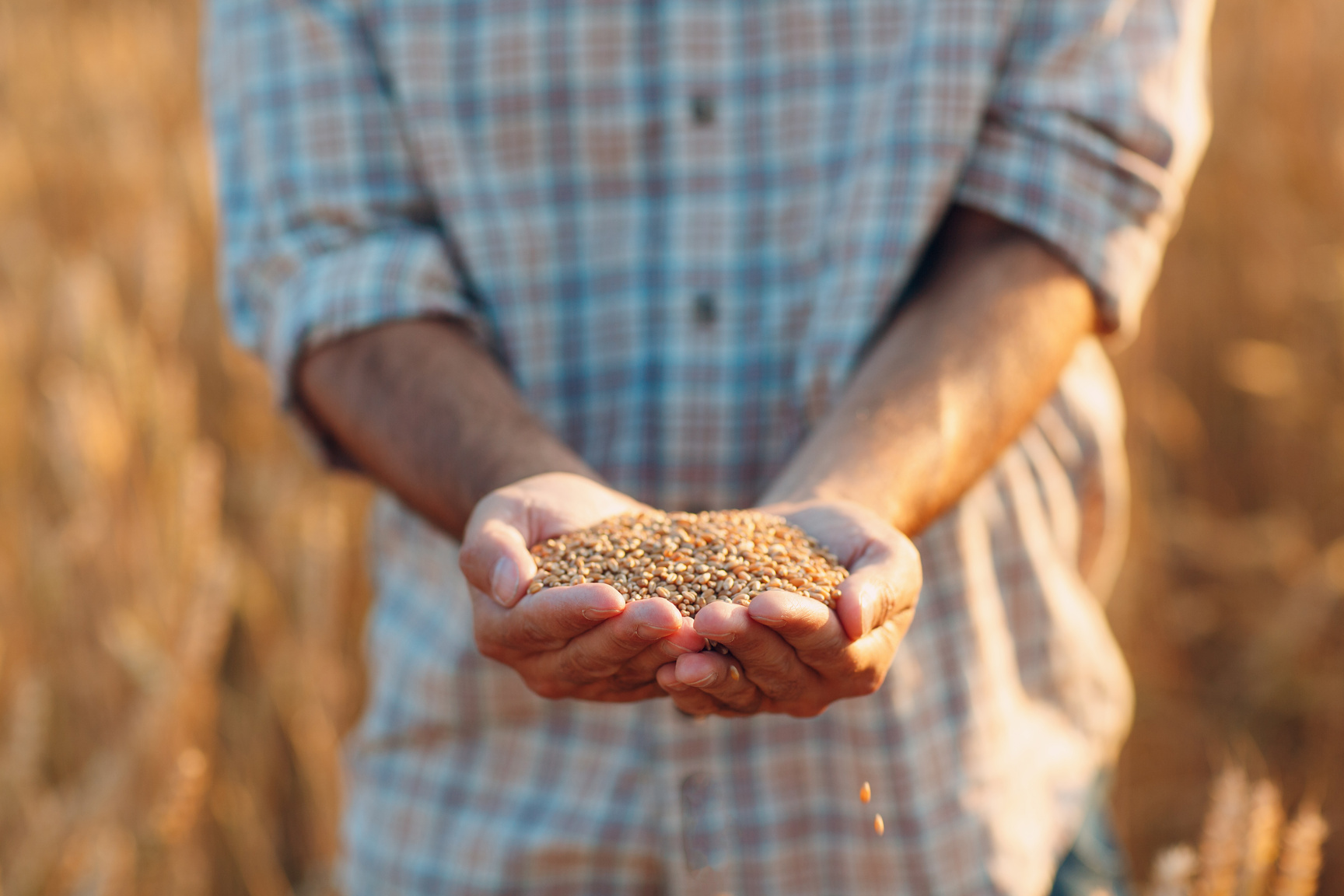 Farmer Hold Ripe Wheat Seeds after the Harvest