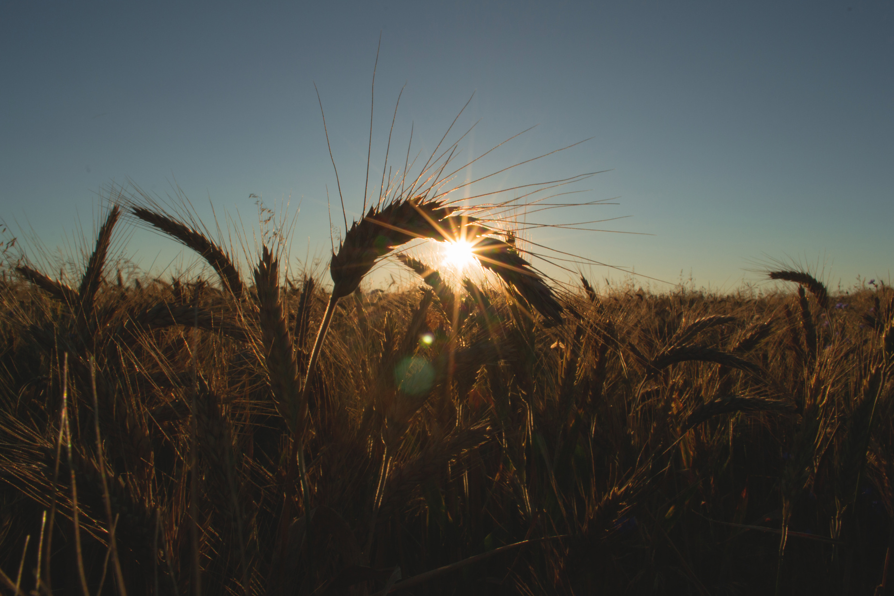 Wheat Field